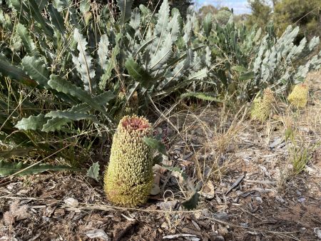 Pangarinda plant photos - Banksia - 28 Nov 2022